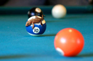 billiardballandgecko.jpg