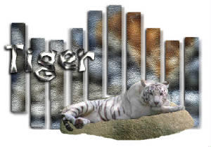 tiger.jpg